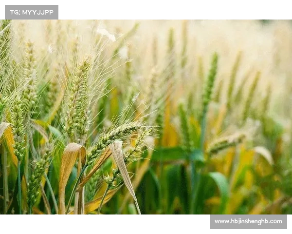 在小满时节聆听生命的脉动探索四种自然与心灵的共鸣方式 在小满时节聆听生命的脉动探索四种自然与心灵的共鸣方式